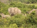Unser Engagement für die Wildtiere: Im Kongo Afrika etc.