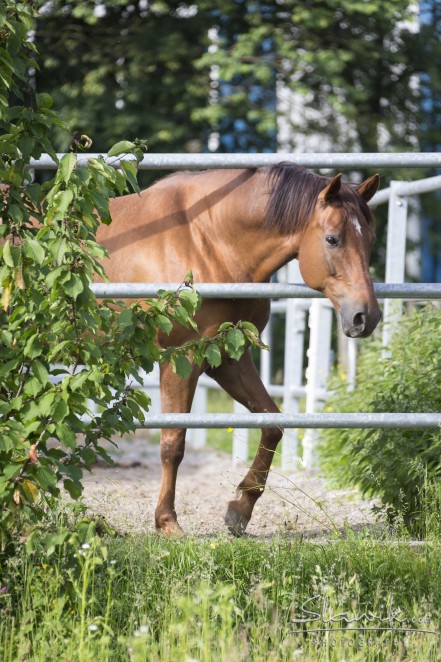Auslaufbox FarmersPlace