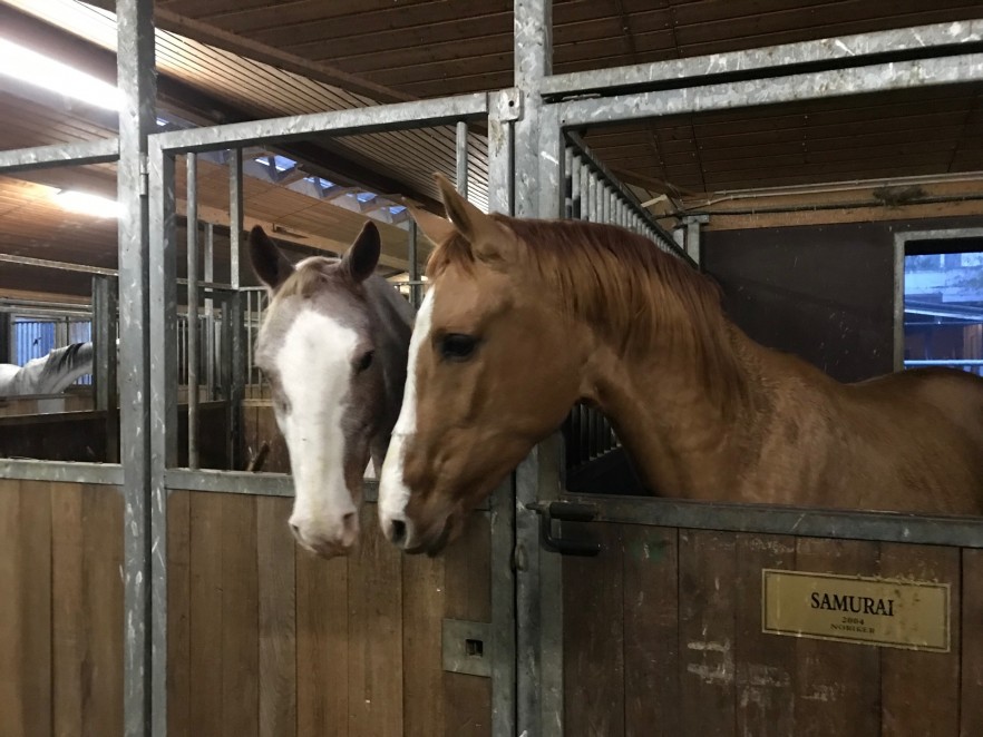 GaVAIn & GOGOL 11/22